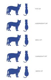 53 Veritable Domestic Shorthair Cat Weight Chart