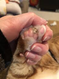 Cutaneous horn cut paw treatment. Brown Gray Callus Looking Thing On My Cat S Paw Thecatsite