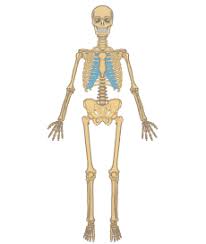 Human skeleton, the internal skeleton that serves as a framework for the body. Skeletal System Anatomy Function