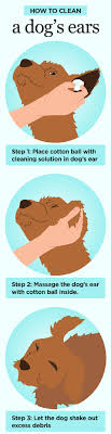 homemade dog ear cleaner top 6 recipes