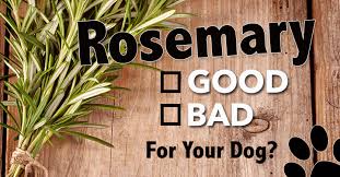 Is Rosemary Good For Dogs Dogs Naturally