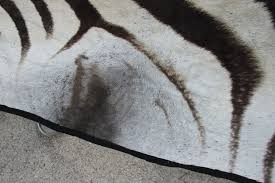real zebra skin rug with felt backing