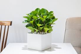 Low Light Indoor Plants Safe For Cats