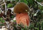 Resultado de imagem para boletus erythropus