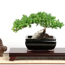 Rock Juniper Bonsai Tree
