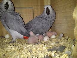 high grade parrot eggs at best in