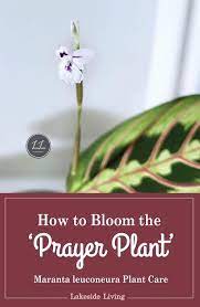 In the wild, prayer plants are perennial flowering plants that bloom in spring with small, white flowers. How To Bloom The Prayer Plant Prayer Plant Prayer Plant Care Plants