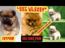 culture pom mini pomeranian puppies