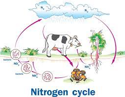 ciclo del nitrógeno imágenes de stock