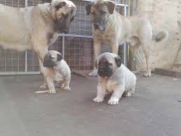 Hexenwald ranch breeds and raises kangal dogs, a rare heritage livestock guardian dog breed originating in turkey. Kangal Dog For Sale Petfinder