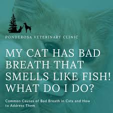 my cat has bad breath what do i do