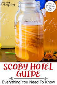 scoby hotel guide everything you need