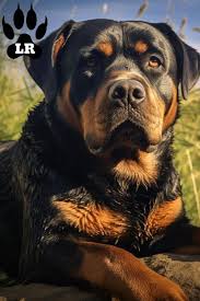 what is the rottweiler weight labrottie