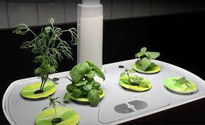 How To Grow An Indoor Hydroponic Garden