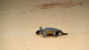 Rising Temperatures Cause Sea Turtles To Turn Female