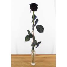 order black roses