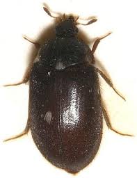 carpet beetle pest control phoenix az
