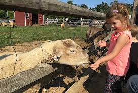Before i go back to munching grass i want to tell you a little secret; Petting Zoos Near Nyc Where Kids Can See Farm Animals Mommypoppins Things To Do In New York City With Kids