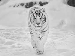 white tiger wallpaper 1600x1200 59236