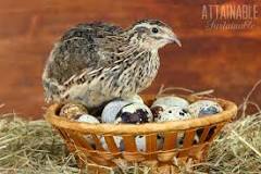 how-many-eggs-do-quail-lay-a-day