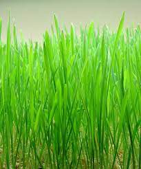 English meaning will be translated into bengali's meaning. Wheatgrass Wikipedia