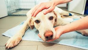 signs and treatment of cancer in dogs