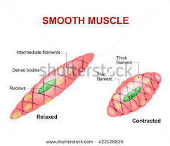 It is the pen diagram of skeletal, smooth and cardiac muscle for class 10, 11 and 12. Diagram Of Smooth Muscle Cell Brainly In