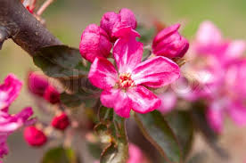 See more ideas about plants, shrubs, garden. Pink Flowers On A Tree In Spring Stock Image Colourbox