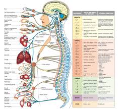 Flowchart illustrating the human nervous system. Nervous System Diagram Blank Human Anatomy Diagram Human Body Organs Human Anatomy And Physiology Body Anatomy