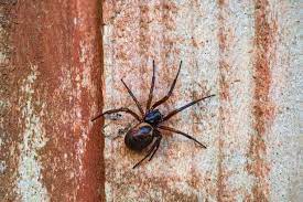 false widow spiders ireland how to