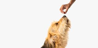 Easy To Give Flea And Tick Protection