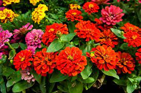 top red annual flowers for your garden