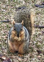 twelve things about squirrels that will