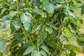 7 causes of tomato leaves curling from