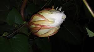 kadupul flower most expensive in the