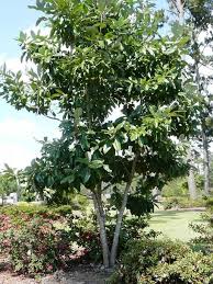 We did not find results for: Sweetbay Magnolia Is An Excellent Native Tree
