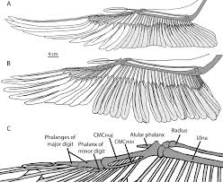 The humerus, radius and ulna of peregrines probably resist these loads better than the corresponding bones of the other bird species investigated. 2