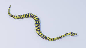 rigged zebra jungle carpet python 3d