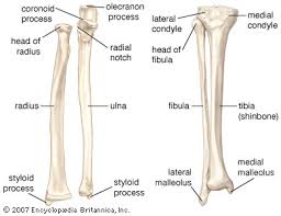 They are one of five types of bones: Human Skeleton Long Bones Of Arms And Legs Britannica