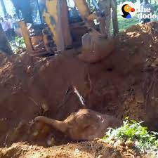 Baby Elephant Rescued From Hole With Excavator | This baby elephant was  trapped in a hole so long, her family had lost hope. But people realized  what they had to do to