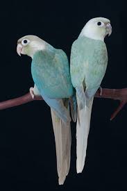 Green Cheeked Conures Avian Resources