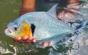 Definitive Guide To Piranhas Part One Practical Fishkeeping