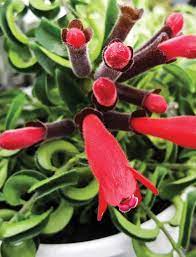 curly lipstick plant aeschynanthus