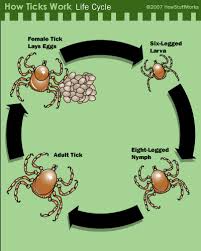 Tick Life Cycles The Tick Life Cycle Howstuffworks