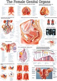 The Female Genital Organs Anatomical Chart