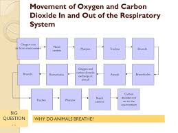 Comparative Anatomy Animal Body Systems Respiratory System