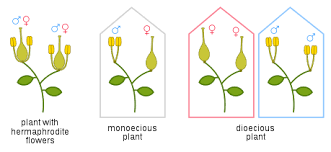 Some of the most important parts being separated into both male and female parts. Plant Reproductive Morphology Wikipedia