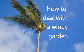 How To Deal With Windy Gardens