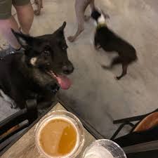 dog friendly bars in charlotte nc