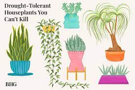 17 drought tolerant plants that don t